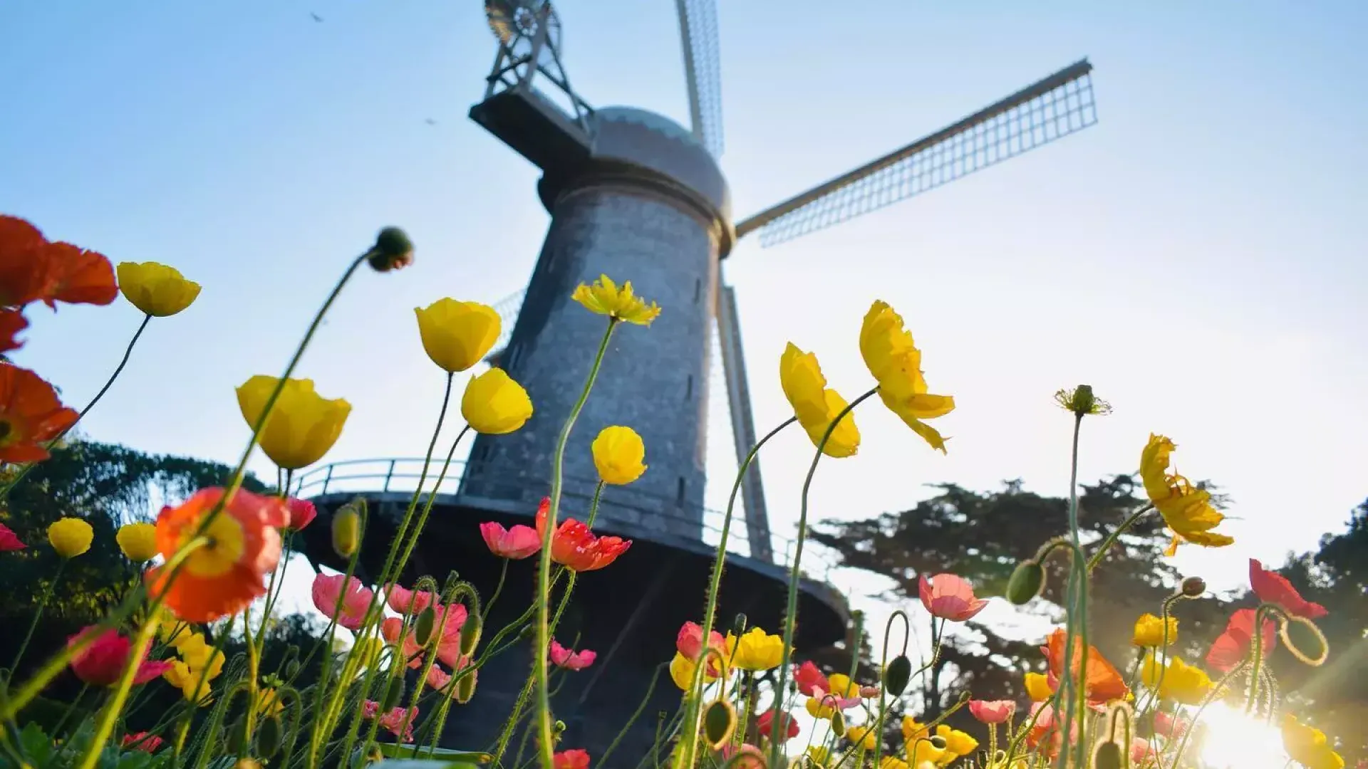 Unter einer der berühmten Windmühlen im Golden Gate Park blühen Tulpen.