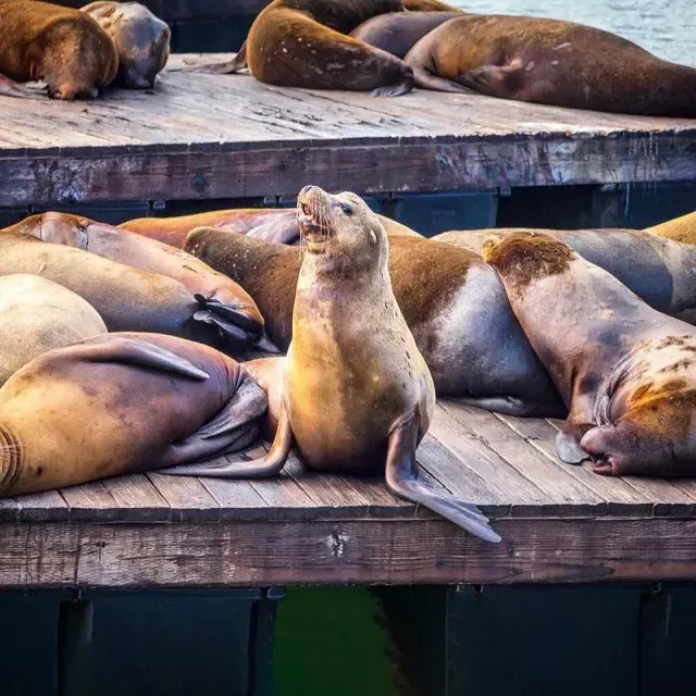 在PIER 39的K Dock休息的海狮